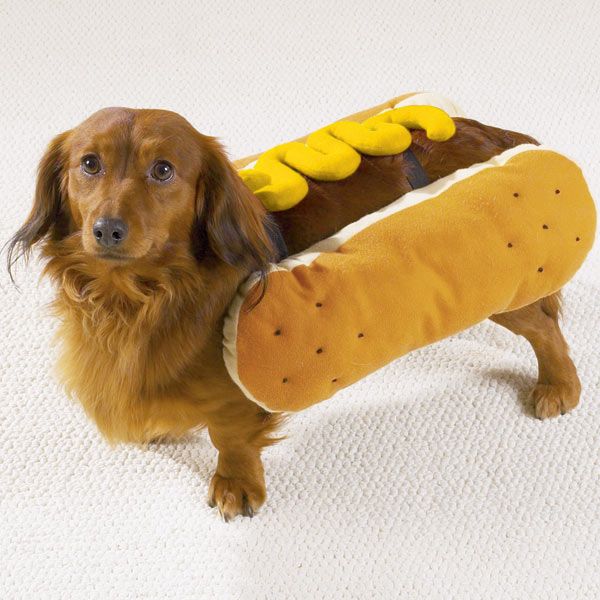 Hotdog dog